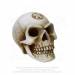 the-inner-light-alchemist-skull plain the-inner-light-alchemist-skull plain